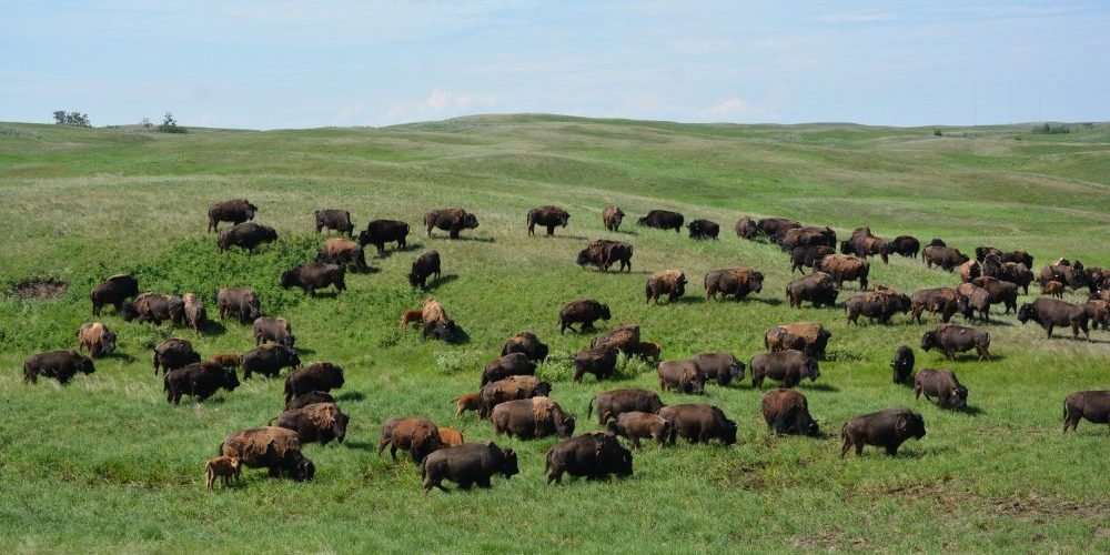 Praterie dell'Alberta: dove vagano di nuovo i bufali