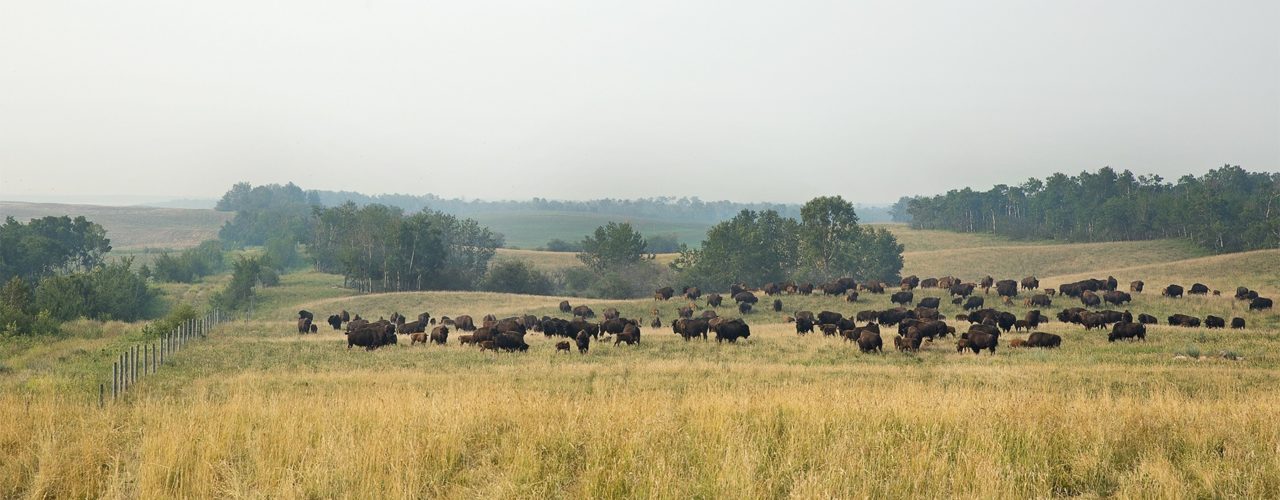Bison – the New Frontier for Sustainable Protein
