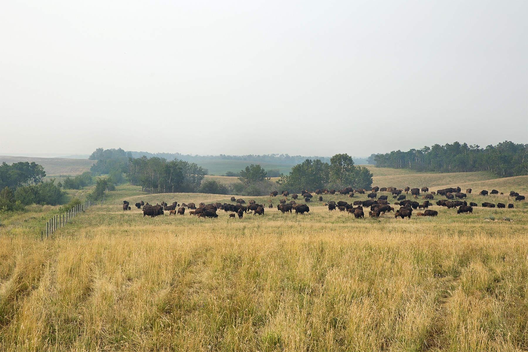 Image de l'article Bison – the New Frontier for Sustainable Protein