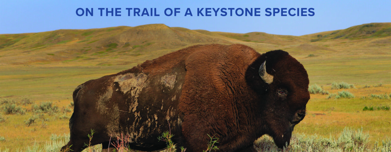 Conservation du bison : espoir pour l'avenir